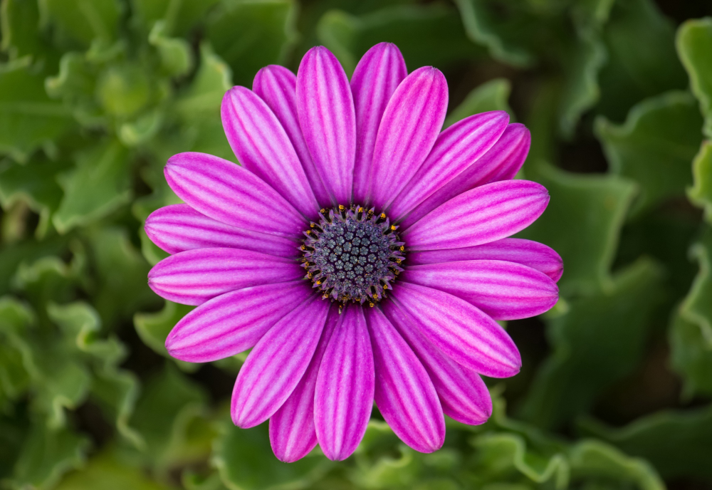 Purple flowers